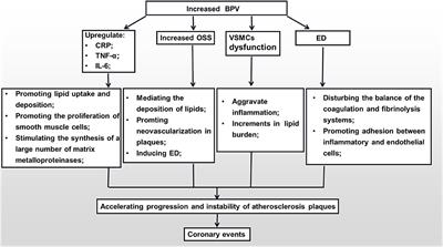 The Effect of Blood Pressure Variability on Coronary Atherosclerosis Plaques